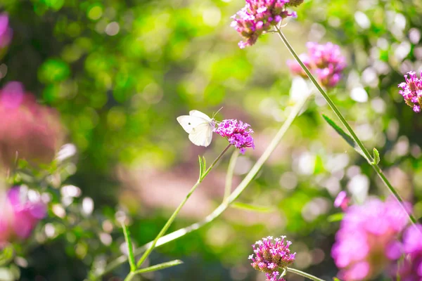 春や夏に花に座って蝶や蜜を飲む神秘的なおとぎ話の春の花の日当たりの良い背景に緑の庭を開花光 美しいマクロ自然 — ストック写真