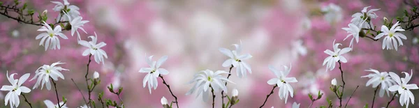 Magnolia Stellata Kwiaty Kwitnące Wiosennym Bajecznym Ogrodzie Tajemniczej Bajki Wiosna — Zdjęcie stockowe