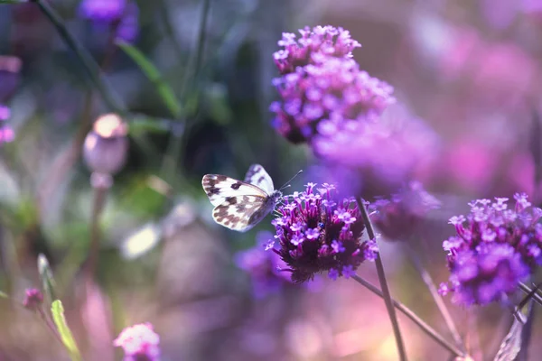 春や夏に紫色の花に座って蝶や蜜を飲む神秘的なおとぎ話の春の花の背景に緑の庭を開花素晴らしい 美しいマクロ自然 — ストック写真