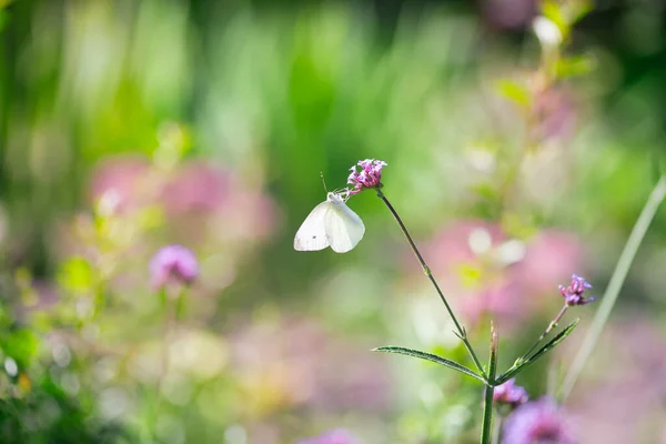 Mariposa Sentada Flor Bebiendo Néctar Primavera Verano Fabuloso Jardín Verde Imágenes de stock libres de derechos