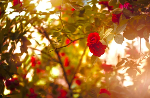 奇幻迷人的夏季花园中盛开的红玫瑰 有着金色夕阳的神秘黄昏背景的童话花林 — 图库照片