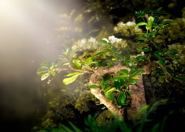 幻想盆景卡尔莫纳树生长在魔法精灵森林里 童话般的绿色花园盛开 精灵魔法梦幻般的森林里 黎明时分闪烁着晨光 — 图库照片