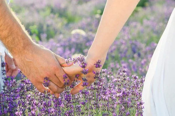 Lavanta içinde yürüyüş