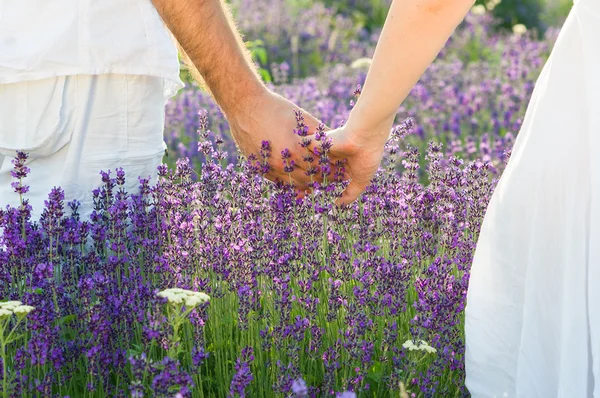 Lavanta içinde yürüyüş