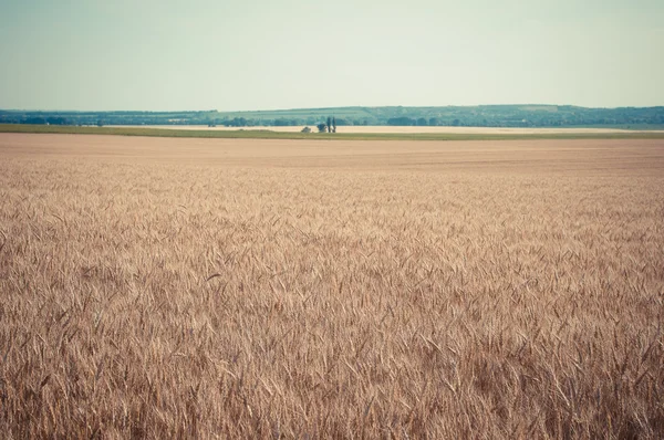 bir buğday tarlası ile manzara