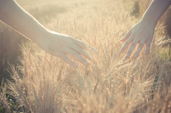 buğday alanında yürüyüş