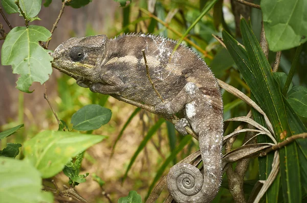 Chameleon — Stock Photo, Image