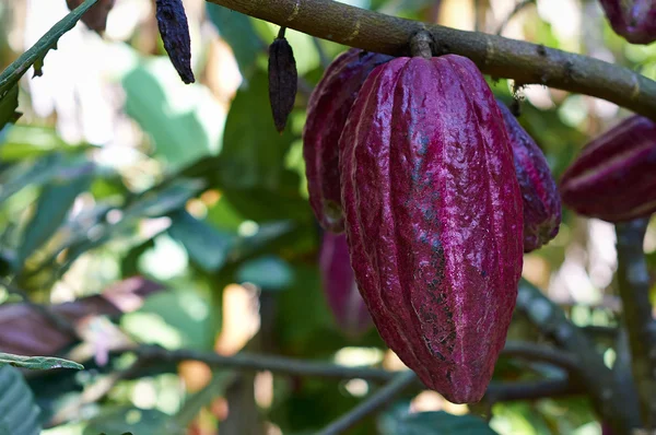 A cacao termék Jogdíjmentes Stock Fotók