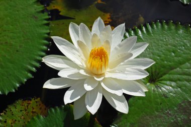 lotus nilüfer