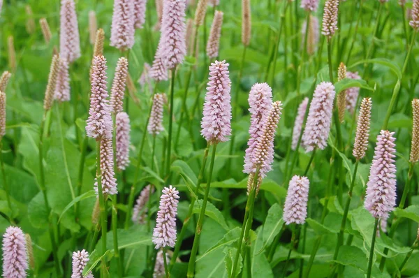 pembe poker çiçekler