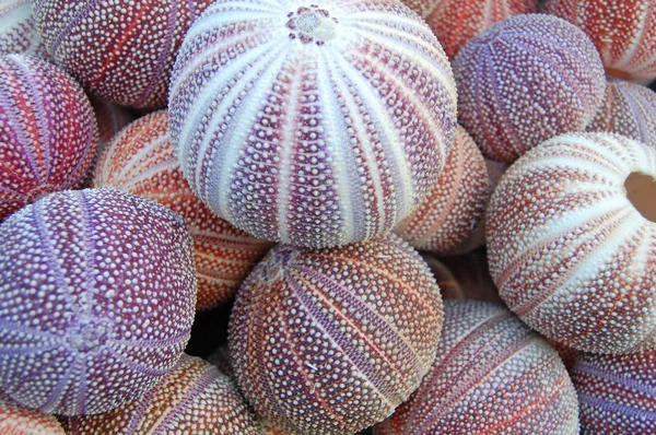 Deniz kestanesi testleri