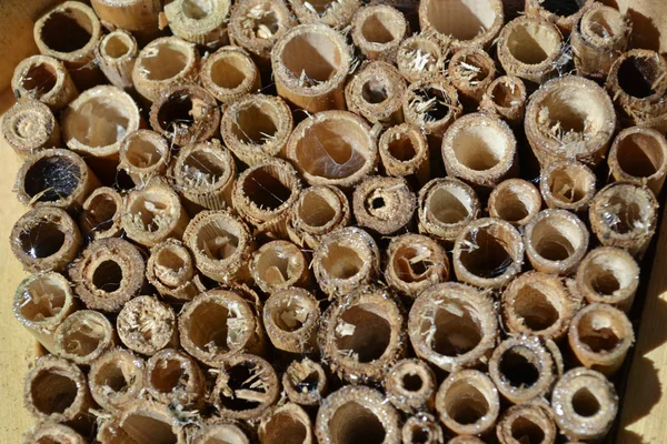 Пчелиный отель — стоковое фото