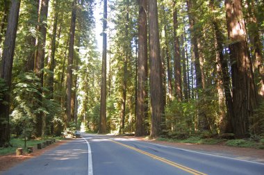 avenue of the giants clipart