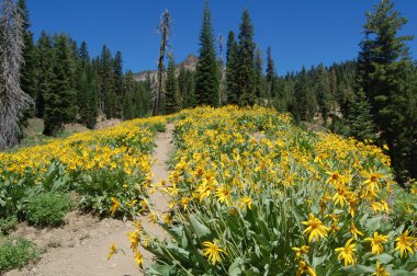Wildflowers in lassen volcanic national park, california clipart
