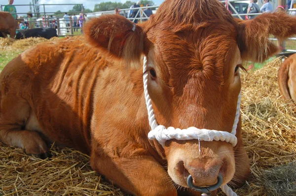 Cute cow at show — Stock Photo, Image