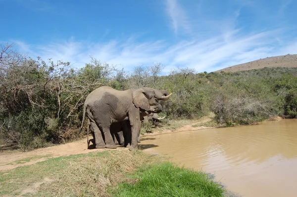 Elephants at watering hole — Stock Photo, Image