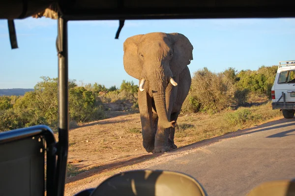 Safari de elefantes —  Fotos de Stock
