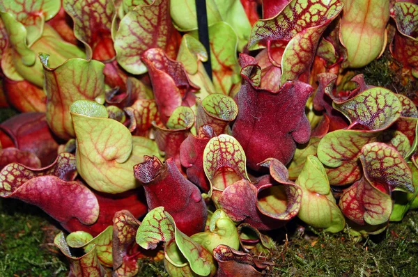 bitki yakalamak sinek