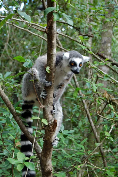 Lemur im Baum — Stockfoto