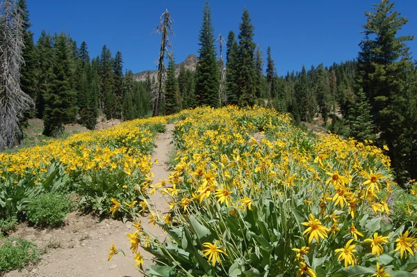 在洛杉矶火山国家公园的野花, 加州 图库图片