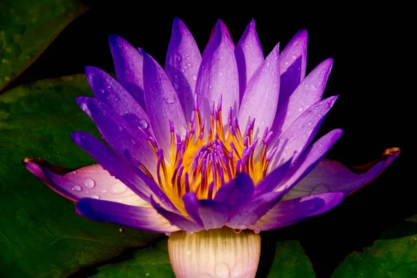 Lotus — Stockfoto