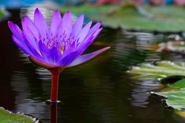 mor lotus.