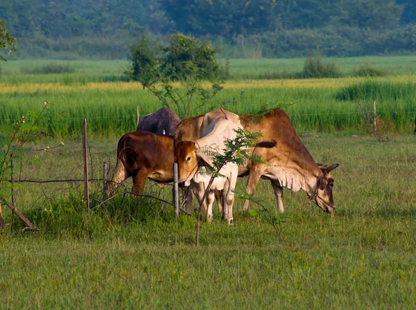 Vaca en el prado — Foto de Stock