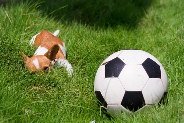 Animale domestico con palla — Foto Stock