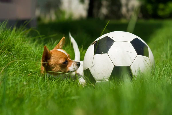 Haustier mit Ball — Stockfoto