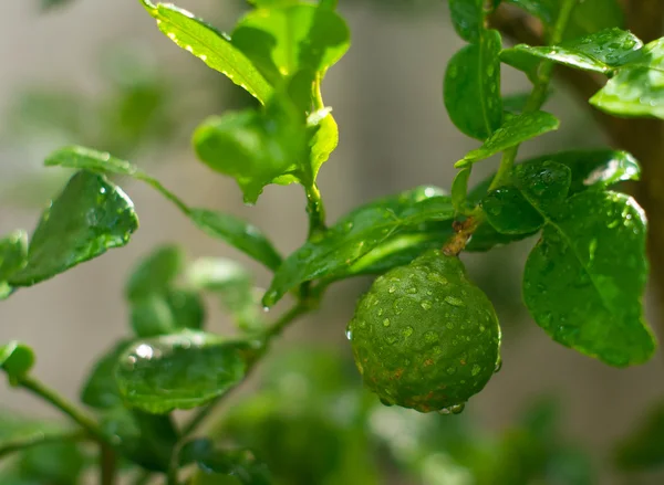 Bergamot — Stock Photo, Image