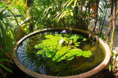 Lotus