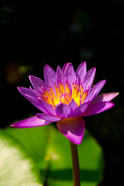 Lotus — Stockfoto