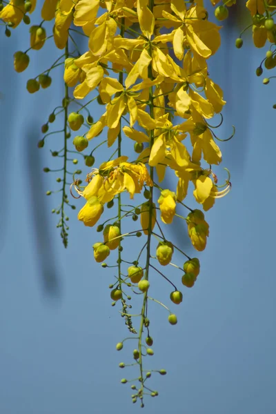 Flor amarilla — Foto de Stock