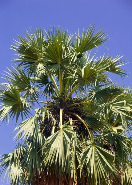 Socker palm — Stockfoto