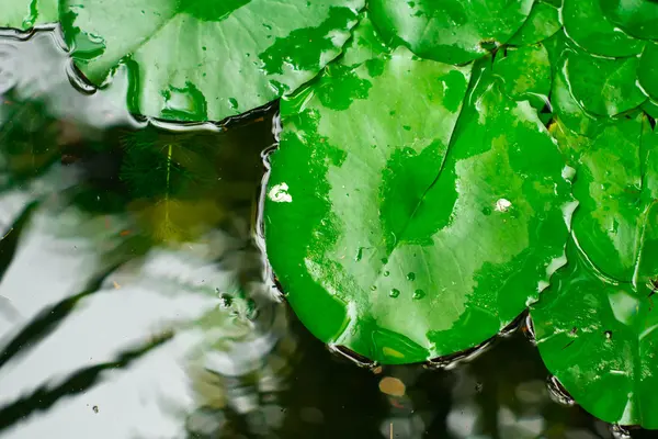 Lotus — Stok fotoğraf