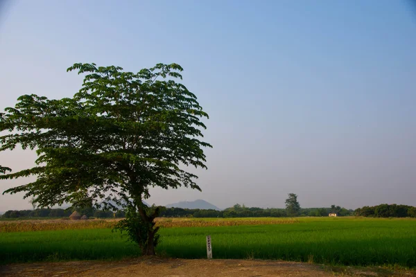 Rice field — Stock Photo, Image