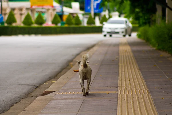 Cão tailandês — Fotografia de Stock