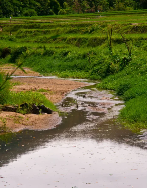 小溪和稻田 — 图库照片