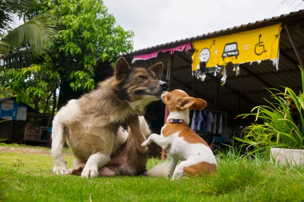 Большая и маленькая собака — стоковое фото
