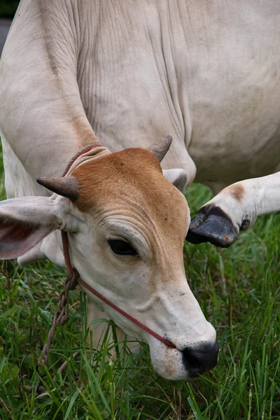 Cara vaca — Foto de Stock