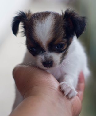 Chihuahua.