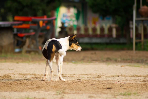 Cão tailandês — Fotografia de Stock