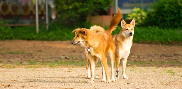 Cane tailandese — Foto Stock