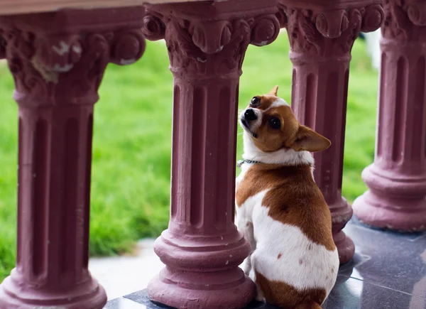 Chihuahua — Fotografia de Stock