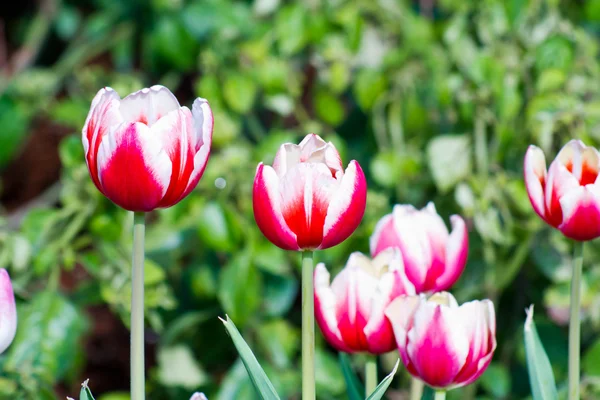 Tulipani rossi e bianchi — Foto Stock