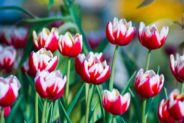 Tulipani rossi e bianchi — Foto Stock