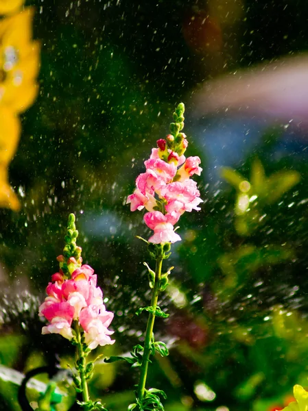 Blume und Sprinkler — Stockfoto