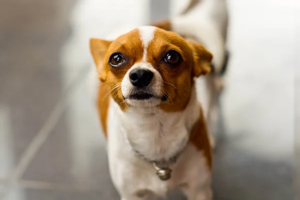 Chihuahua — Fotografia de Stock