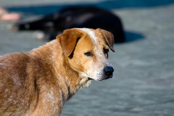 Hasta köpek. — Stok fotoğraf