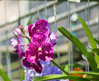 Orkide